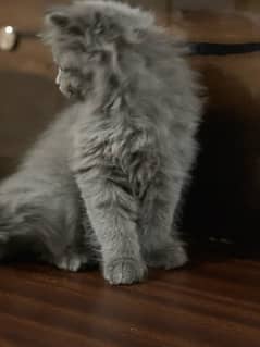 Persian kitten. Punch face. Triple coated long hair