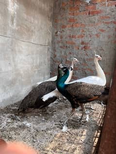 peacock white and blue shoulder