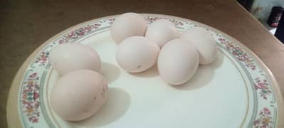 7 aseel fertile eggs