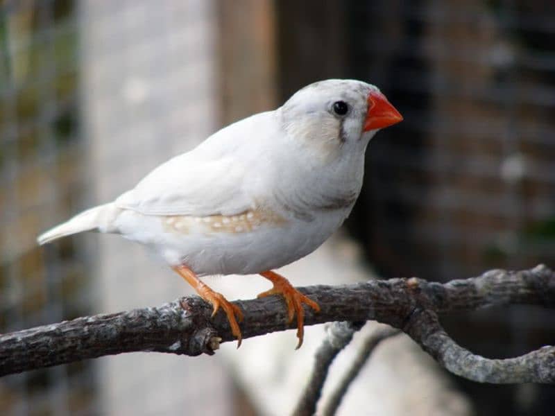 White Finch breeder Pair 1