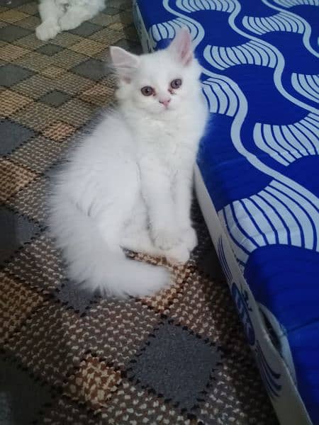 persian cat 7