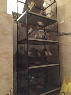 love birds cage / suncounre cage