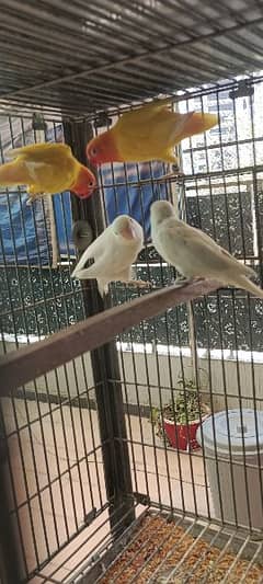 albino split & lutino split breeder pairs looking for new shelter