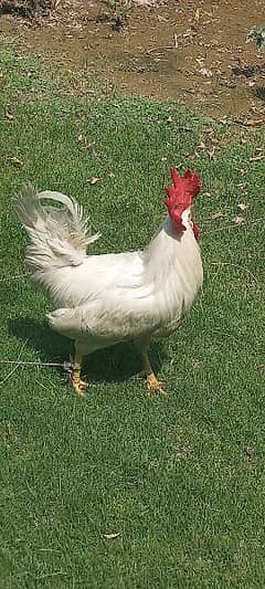 male hen