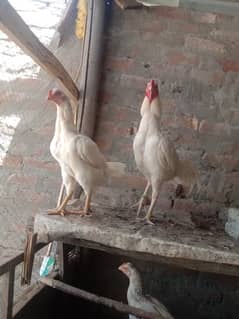 white hens