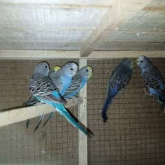 Budgies