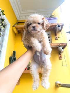 shih poo puppy for sale