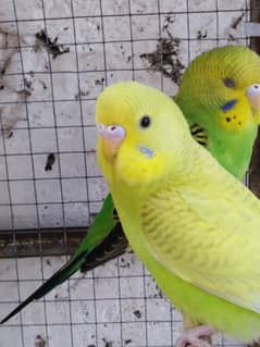 Budgies