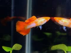 Imported guppies available in banigala 0