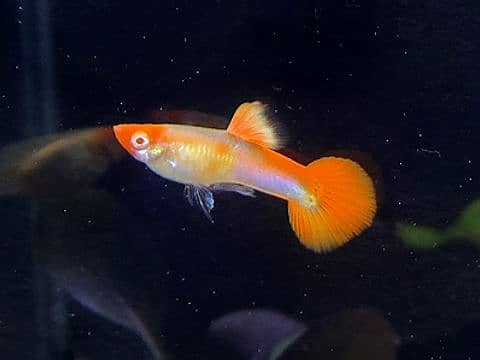 Imported guppies available in banigala 1