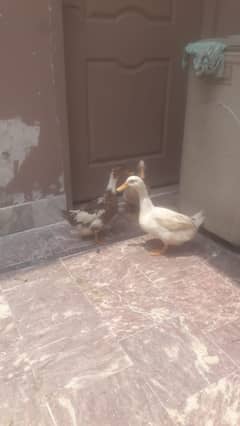 duck breedar pair for sale
