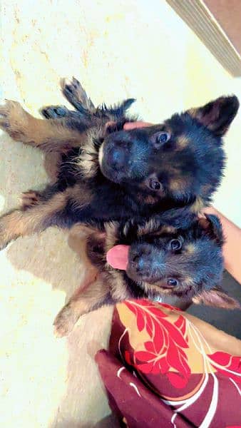 GSD pups pair 7