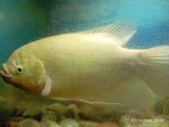 Giant Gourami