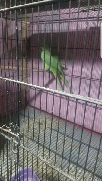 Ringneck breader pair  for sale 0