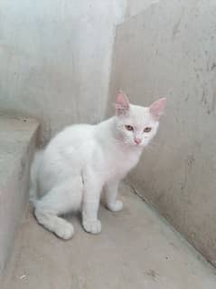 Persian cat For sale