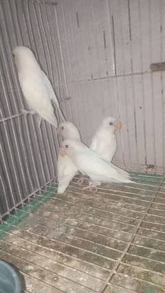 Albino split red eyes (4 piece)