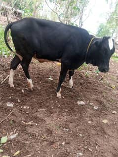 jerssi freezn Cow for sale