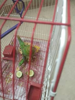 Beautiful Parrot with Cage