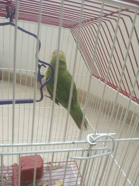 Beautiful Parrot with Cage 1