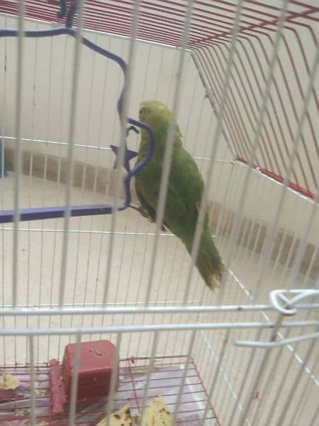 Beautiful Parrot with Cage 4