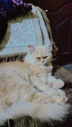 Brown color Persian Cat
