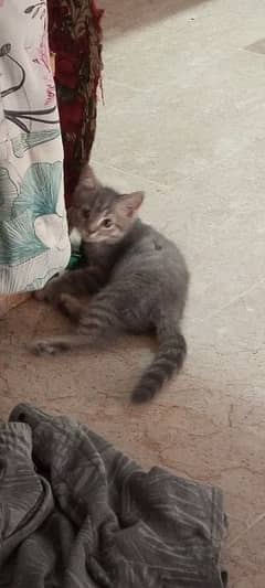 10 weeks old Persian kitten male gray grey