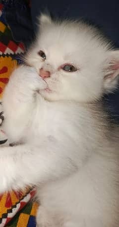 Persian kitten available