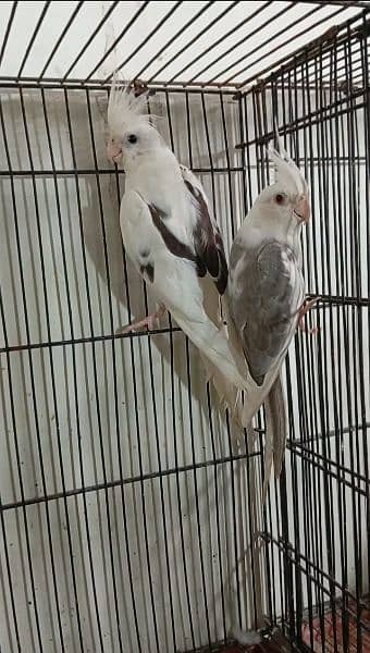 cocktail fellow and v pied bird breeder pair for sale 0