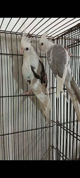 cocktail fellow and v pied bird breeder pair for sale 1