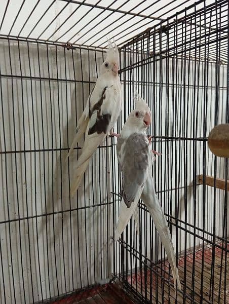 cocktail fellow and v pied bird breeder pair for sale 2