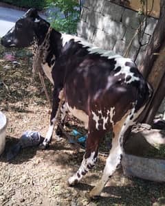 wachiya female cow cholistani mix healthy 2.5 above weihgt approx