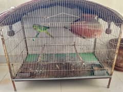 breeder talking green parrot pair  with cage