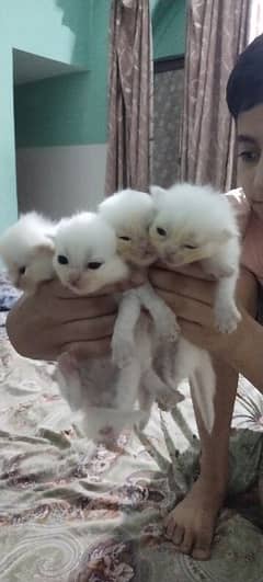 persion kittens