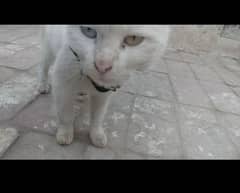 persian cat bhot axhi ha smjdar ha eyes blue and yellow