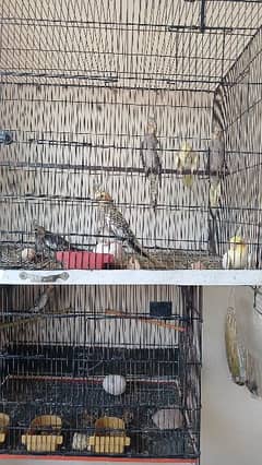 A 1 healthy parrots for sale. home breed.