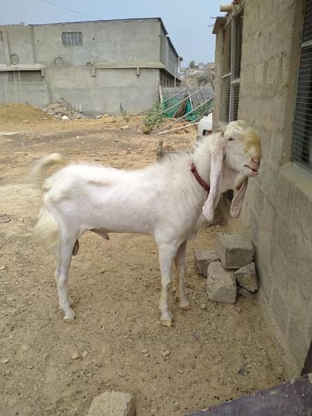 Gulabi Male Goat For sell 0