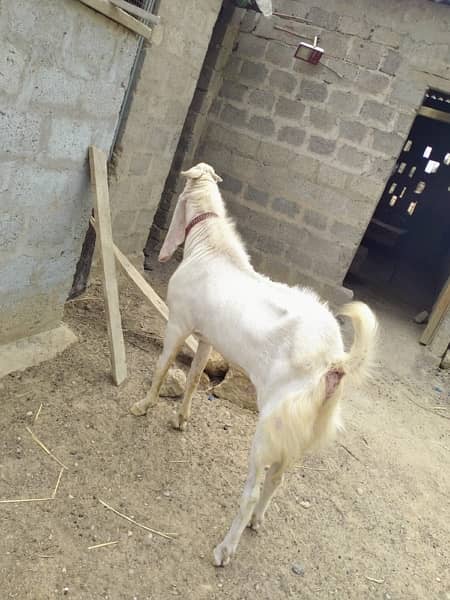 Gulabi Male Goat For sell 1