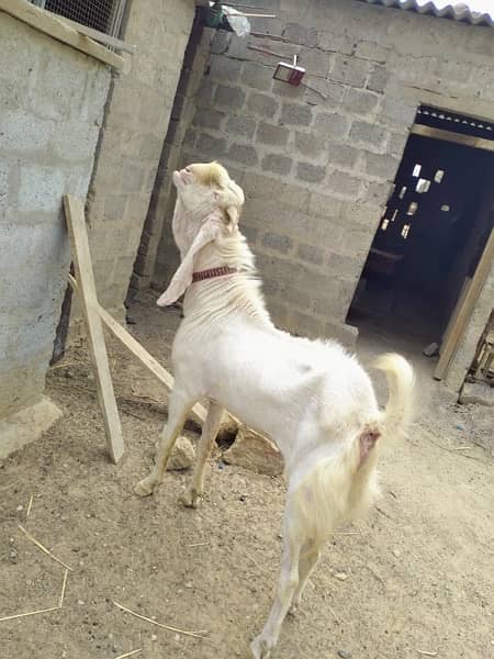 Gulabi Male Goat For sell 3