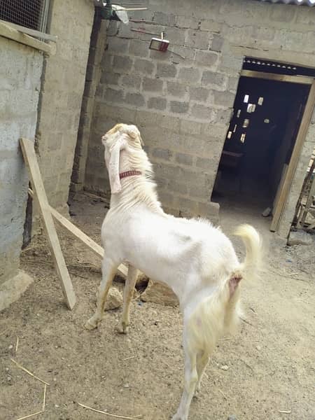 Gulabi Male Goat For sell 4