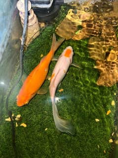 Breeder gold fish pair