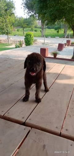 Labrador puppies for sale