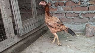 pure aseel top quality 2 hens for sale