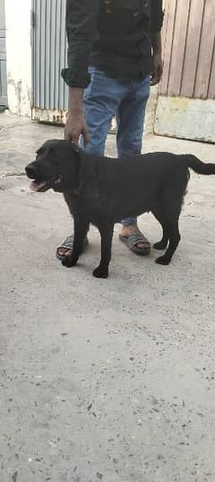 Labrador female for sale