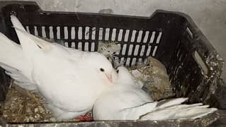 pure white breeders king pigeons