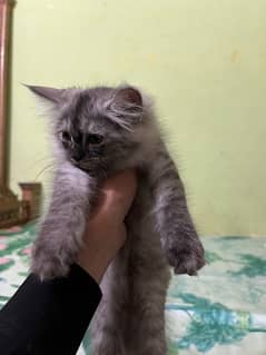 persian kitten 4 month for sale
