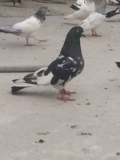 kabli pigeons ,high flyers