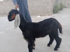 BAKRA FOR SALE . . SADQA K LEA LEA BEST