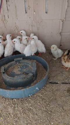 Turkey, moor, guinea fowl chicks 03266018528