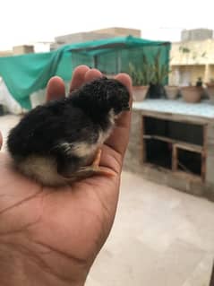 australorp chicks for sell