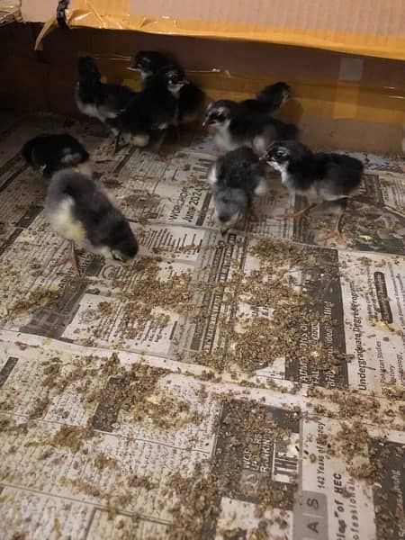 australorp chicks for sell 1